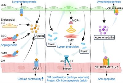 Cardiac and intestinal tissue conduct developmental and reparative processes in response to lymphangiocrine signaling